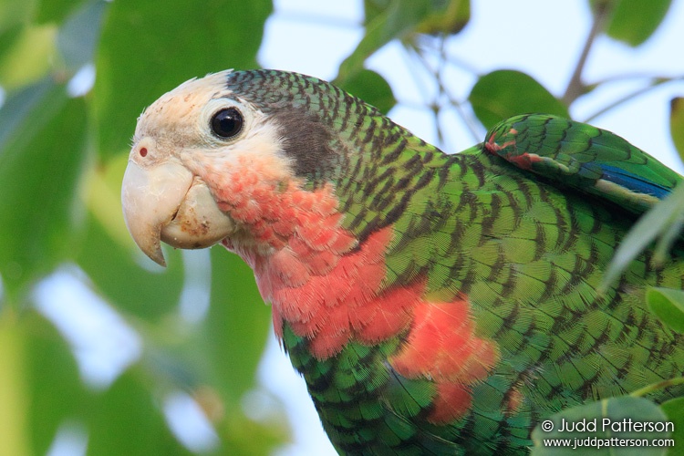 Cuban Parrot, Great Abaco Island, Bahamas